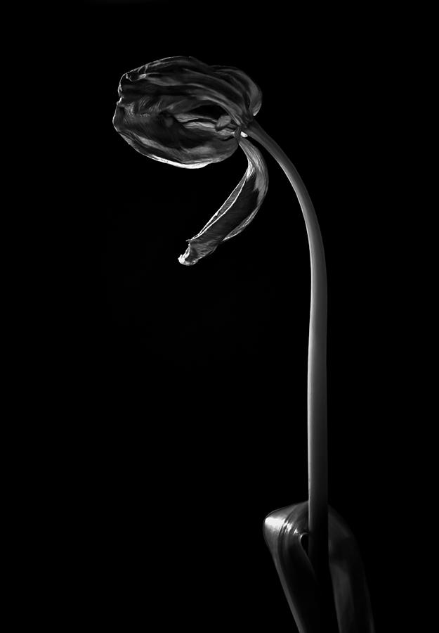 Flower Photograph - Stepping from This Skin by Maggie Terlecki