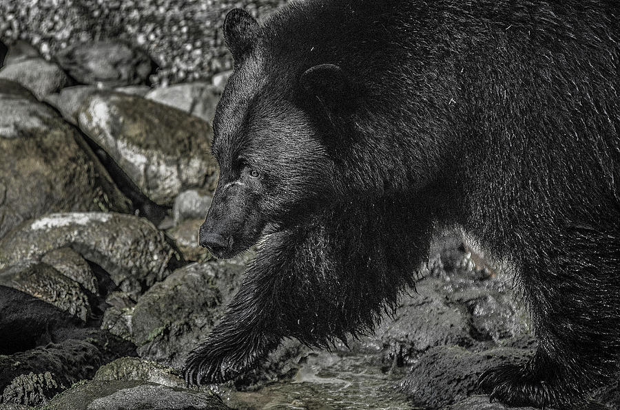 Stepping into the Creek Black Bear Photograph by Roxy Hurtubise