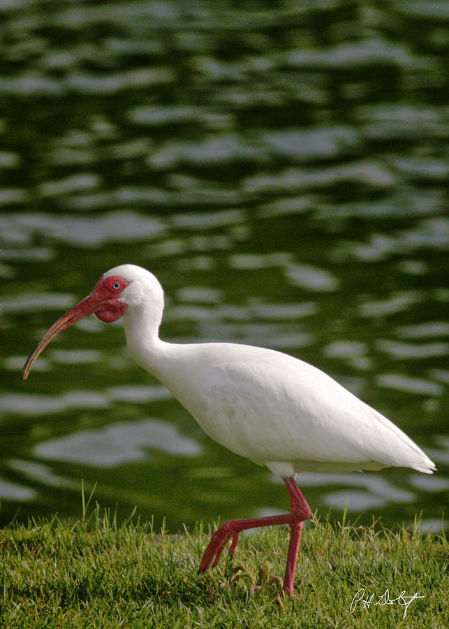 Bird Photograph - Stepping Out by Phill Doherty Bird Photograph - Stepping Out by Phill Doherty