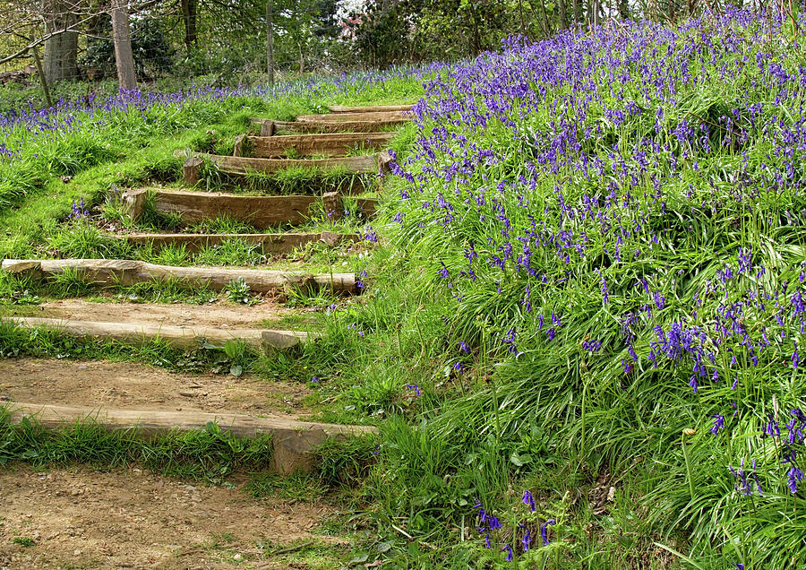 Stepping through the bluebells  Photograph by Shirley Mitchell