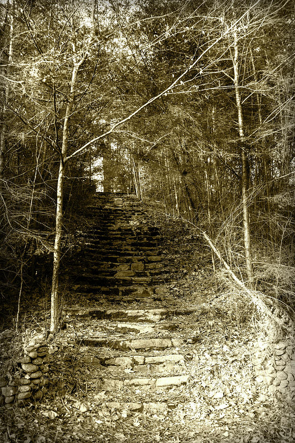 Steps to Wonderland Photograph by Sharon Popek