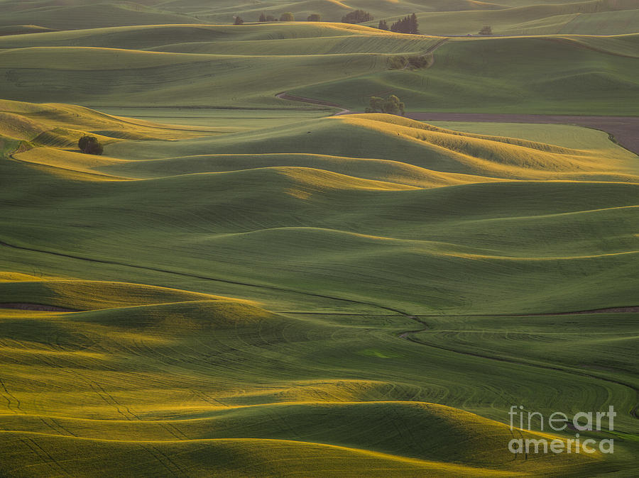 Barn Photograph - Steptoe Butte 2 #1 by Tracy Knauer
