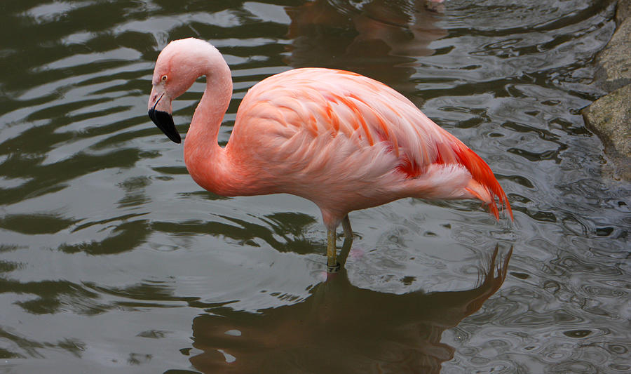 Flamingo Photograph - Stern Flamingo by Douglas Barnett