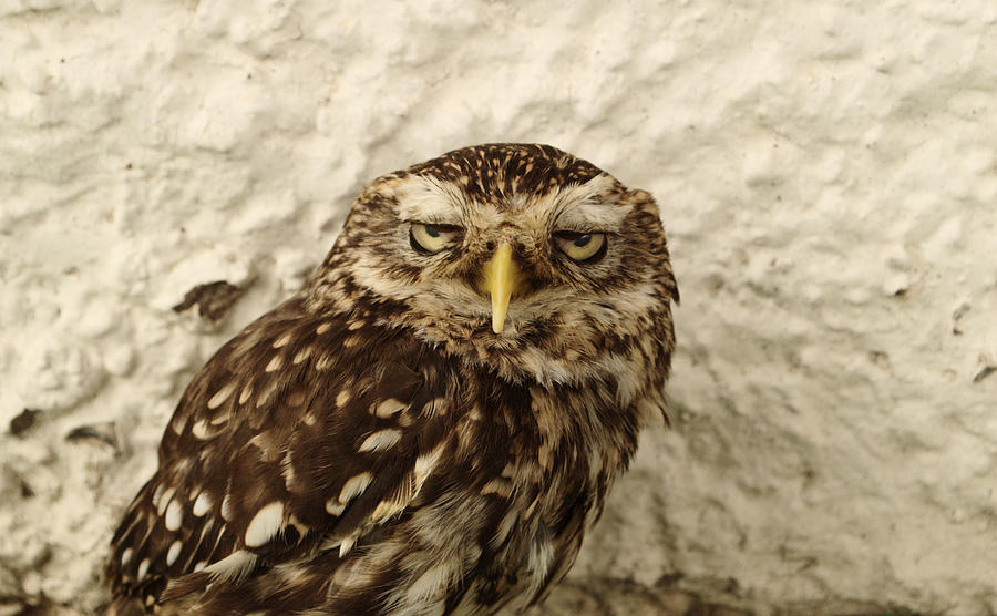 Stern Little Owl Photograph by Adrian Wale
