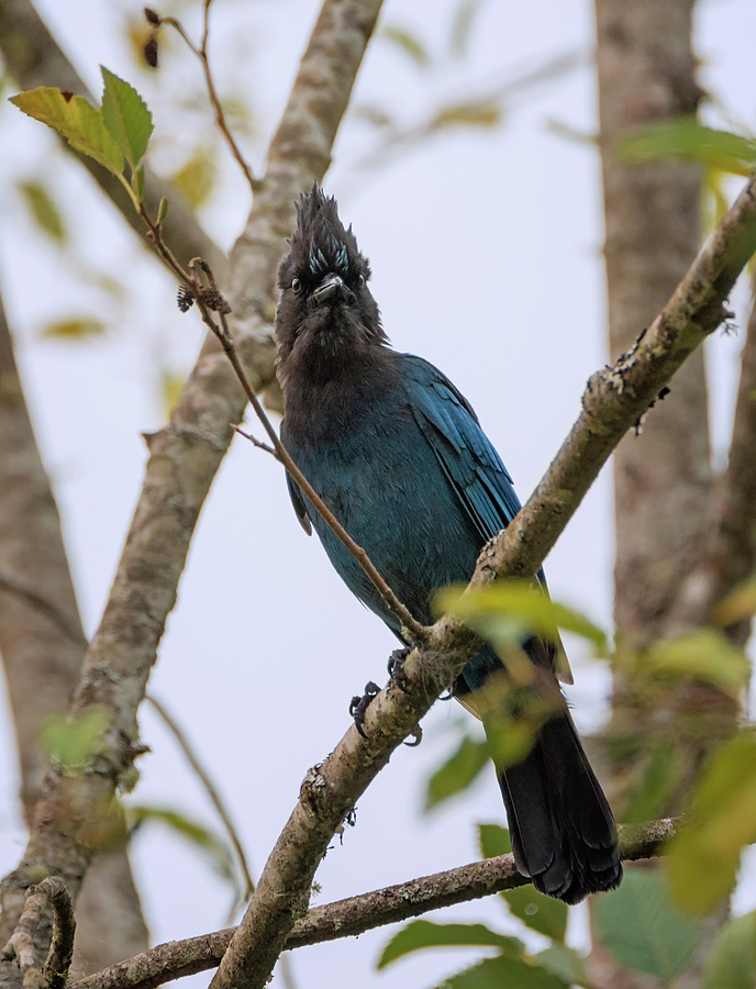 Stern Looking Stellers Jay Photograph by Loree Johnson