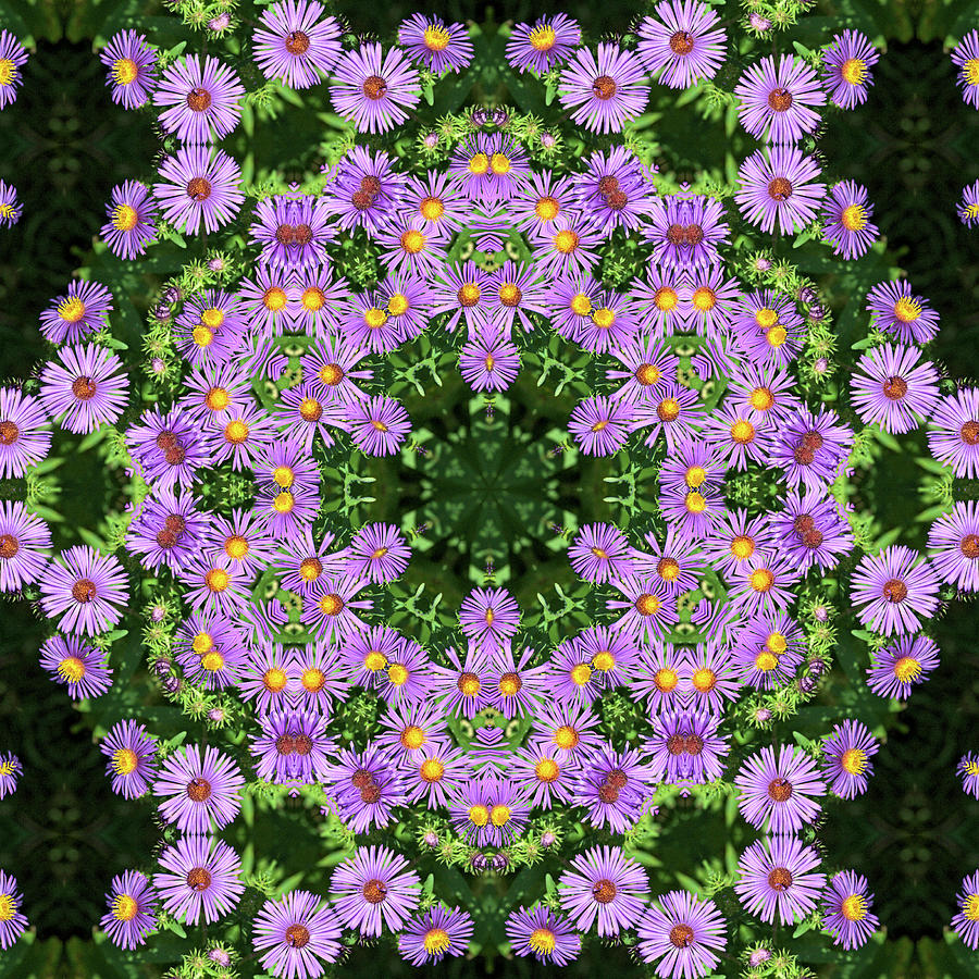 Asters Kaleidoscope by Valerie Kirkwood Asters Kaleidoscope by Valerie Kirkwood