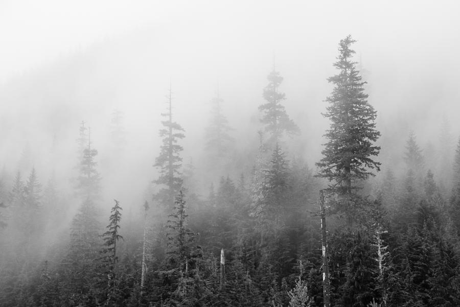 Stevens Pass Trees and Fog 3201 Photograph by Bob Neiman - Fine Art America