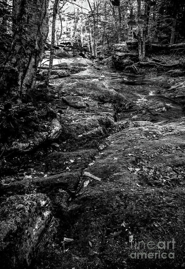 Stevensville Brook in Underhill, Vermont - 2 BW Photograph by James Aiken