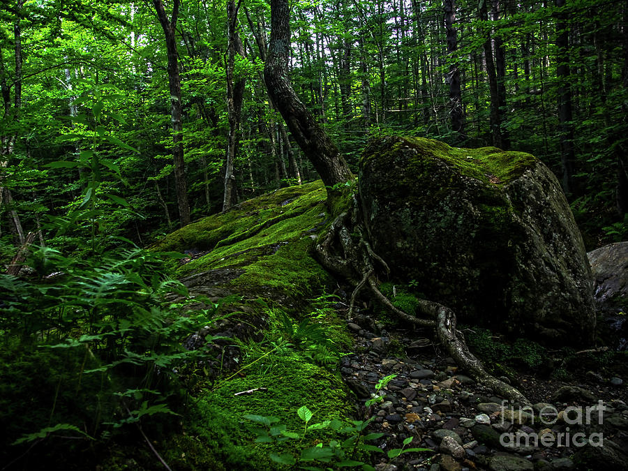Stevensville Brook in Underhill, Vermont - 3 Photograph by James Aiken
