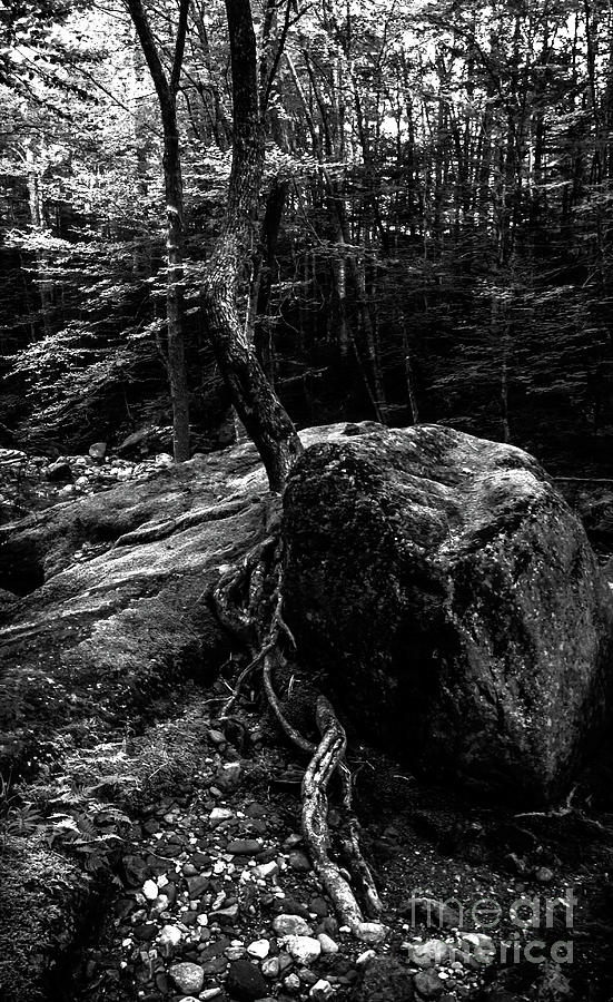 Stevensville Brook in Underhill, Vermont - 4 BW Photograph by James Aiken