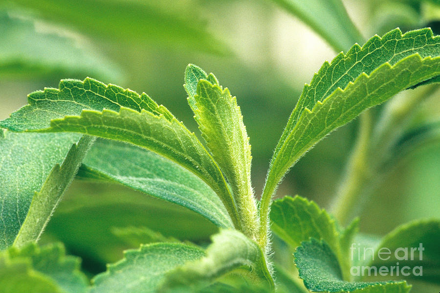 Stevia Plant Photograph by Inga Spence