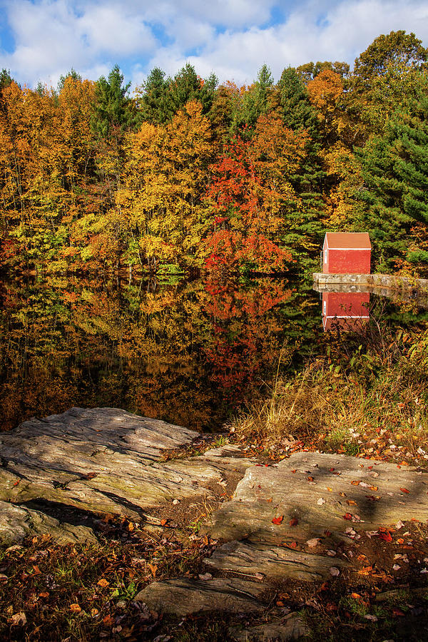 Stewart Woods Autumn Photograph by Karol Livote