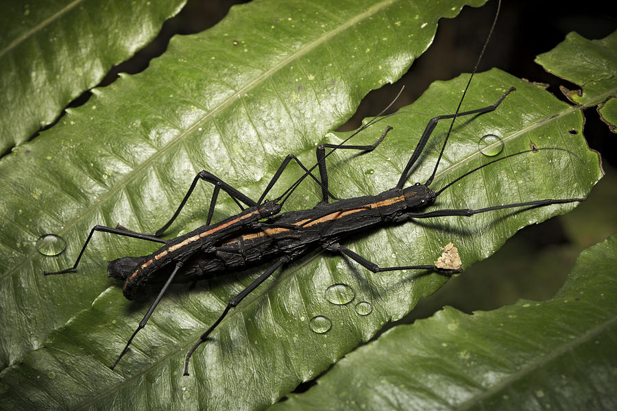 stick bug Amazon rain forest insect Photograph by Dirk Ercken