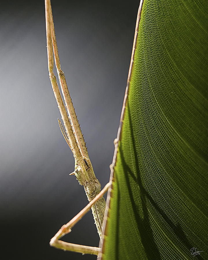 Stick Bug Closeup Photograph by Endre Balogh