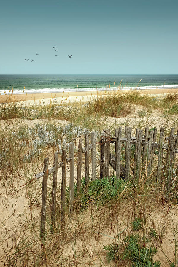 Nature Photograph - Stick Fences on Dunes by Carlos Caetano