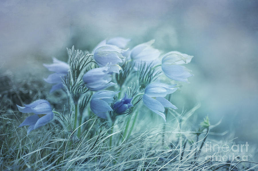 Flower Photograph - Stick Together by Priska Wettstein