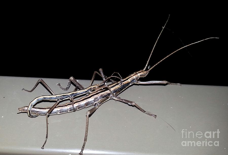 Stickbugs Photograph by Michelle S White