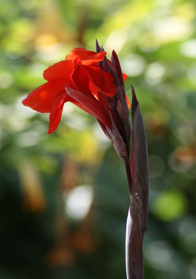 Up Movie Photograph - Red Canna Lily by Taiche Acrylic Art