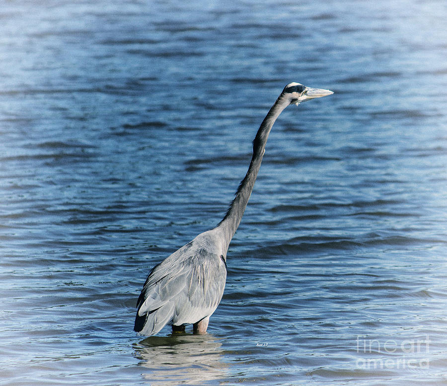Sticking Out Your Neck Heron Photograph by Roberta Byram