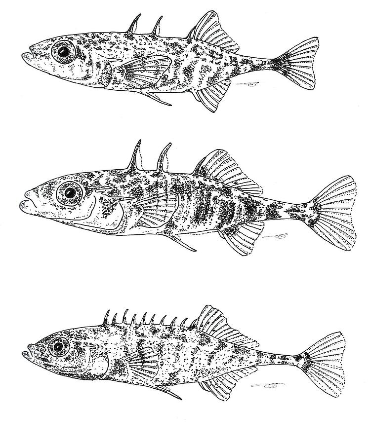 Stickleback Trio BW Drawing by Eduard Meinema - Fine Art America