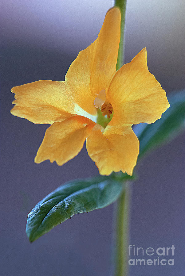 Nature Photograph - Sticky Monkey Flower by Cathie Moog