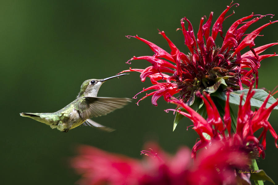 Hummingbird Sticky Sweet Photograph by Christina Rollo