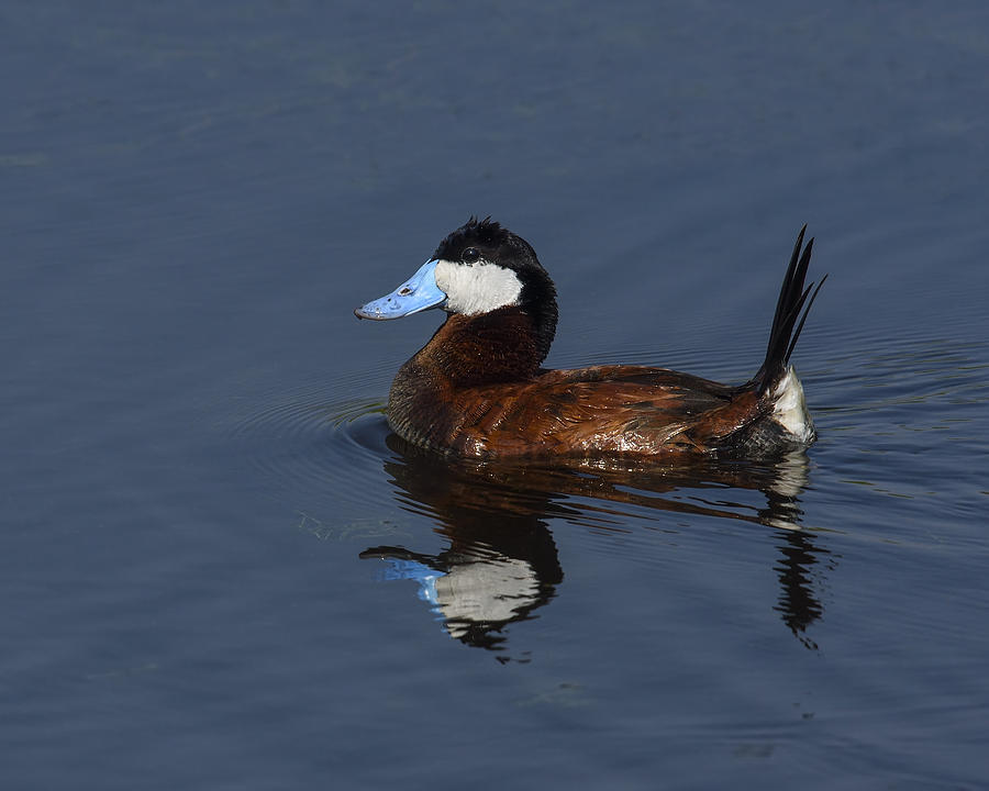 Duck Photograph - Stiff Tail by Tony Beck