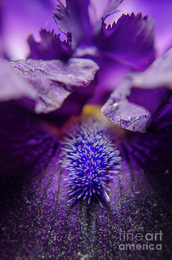 Stigma of Iris Nature / Floral / Botanical Photograph Photograph by PIPA Fine Art - Simply Solid