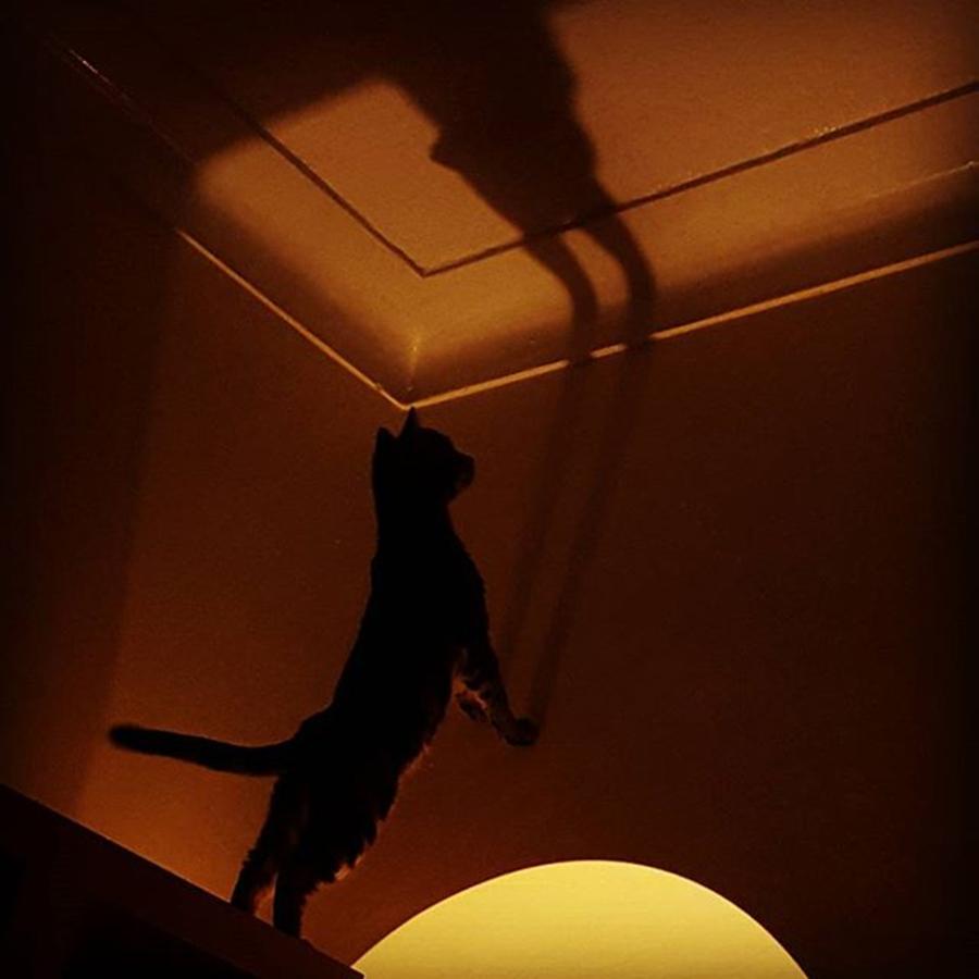Stiles Photograph - #stiles Attacking His Own Shadow by Dante Harker Stiles Photograph - #stiles Attacking His Own Shadow by Dante Harker