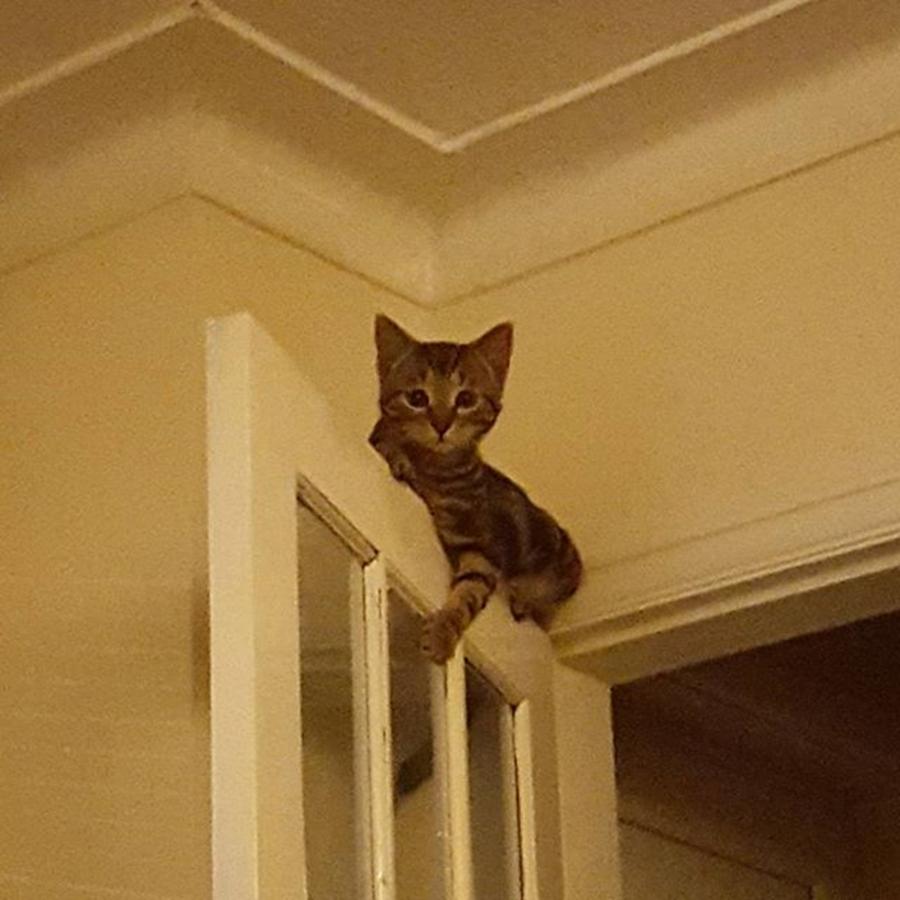 Cat Photograph - #stiles Has Found A New highest Point by Dante Harker