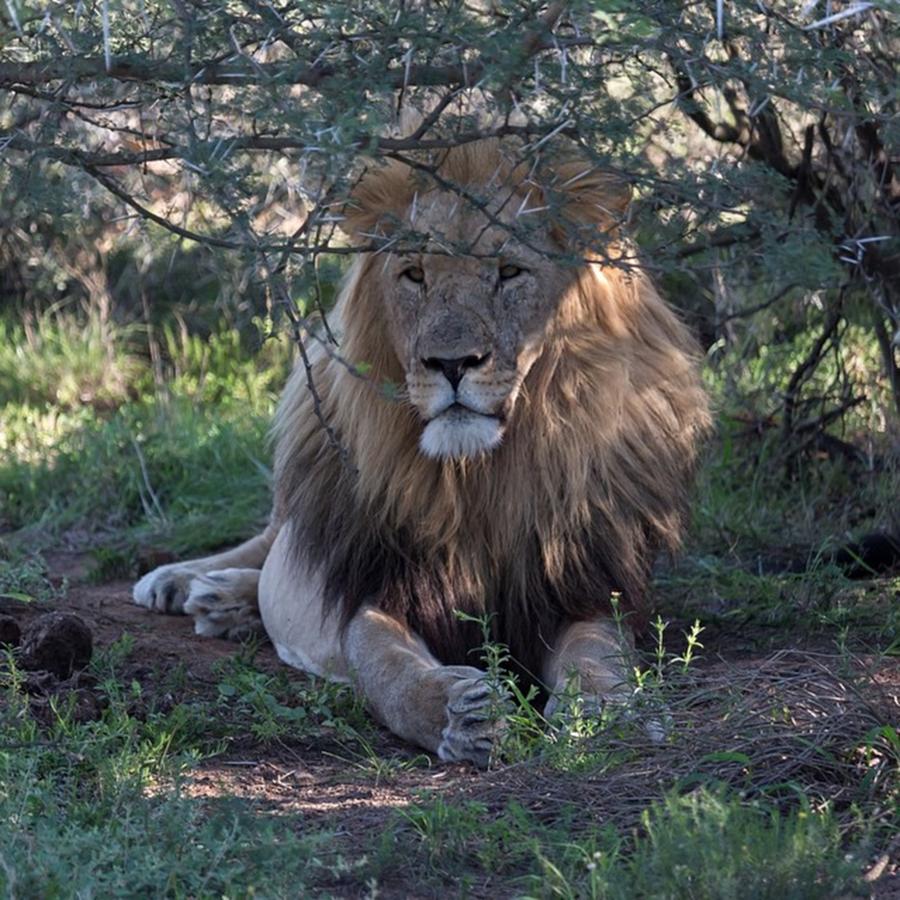 Wildlife Photograph - Male Lion by Lorna Mason