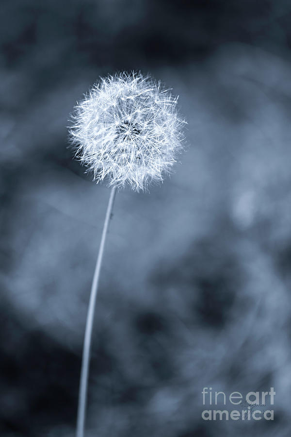 Still Dandelion Photograph by David Millenheft