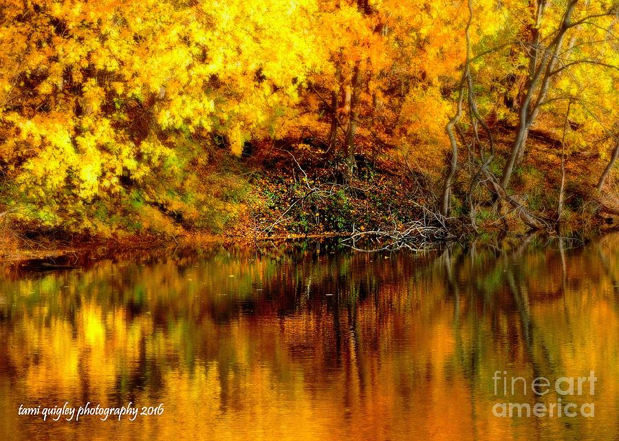 Fall Photograph - Still Gold by Tami Quigley