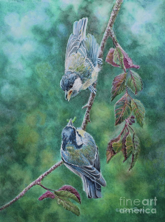 Still Hungry. Great tit parent feeding fledgling. Painting by Elaine Jones