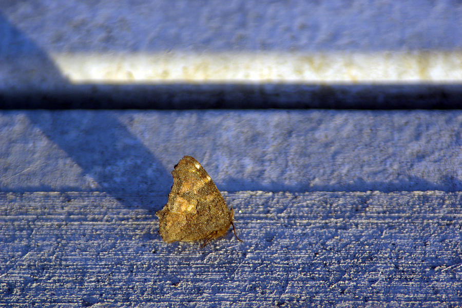 Butterfly Photograph - Still by Jenny May Butterfly Photograph - Still by Jenny May