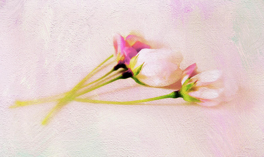 Still Life Blossoms Photograph by Jessica Jenney