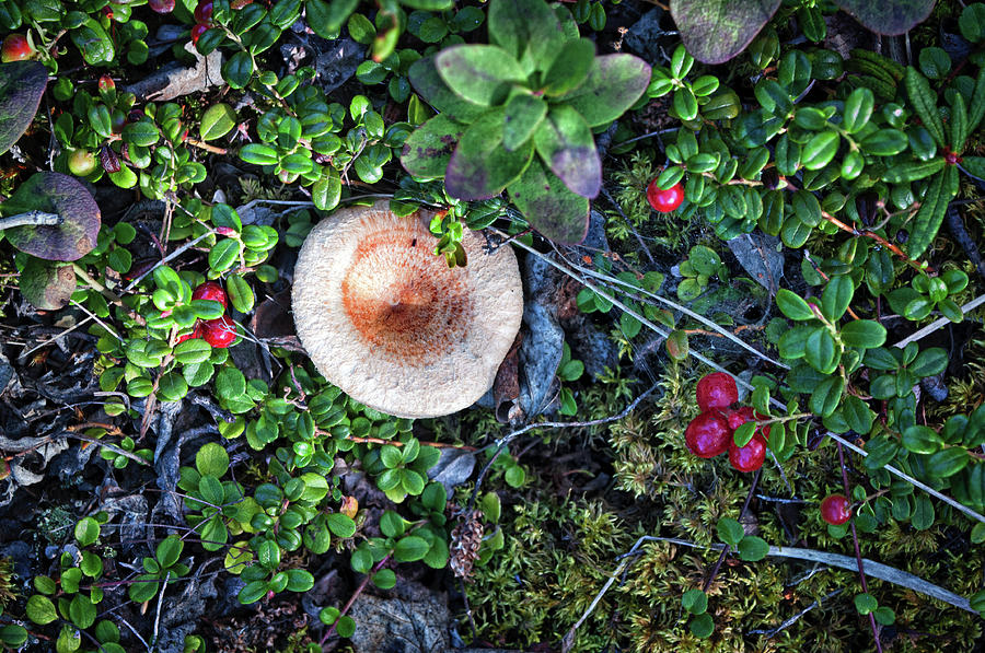 Still Life by Mother Nature Photograph by Cathy Mahnke