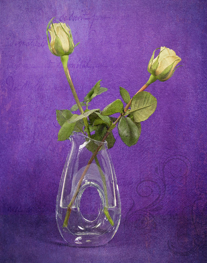 Flower Photograph - Still Life - Elegant Yellow Rosebuds on Purple by Betty Denise