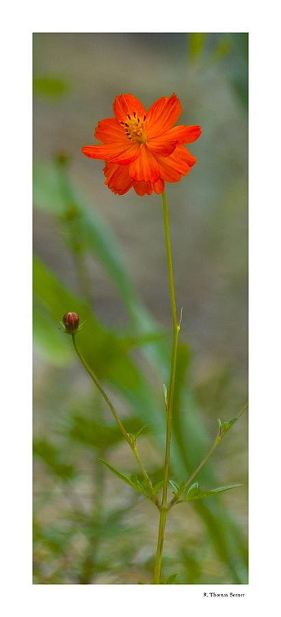 Still Life in Madrid Photograph by R Thomas Berner