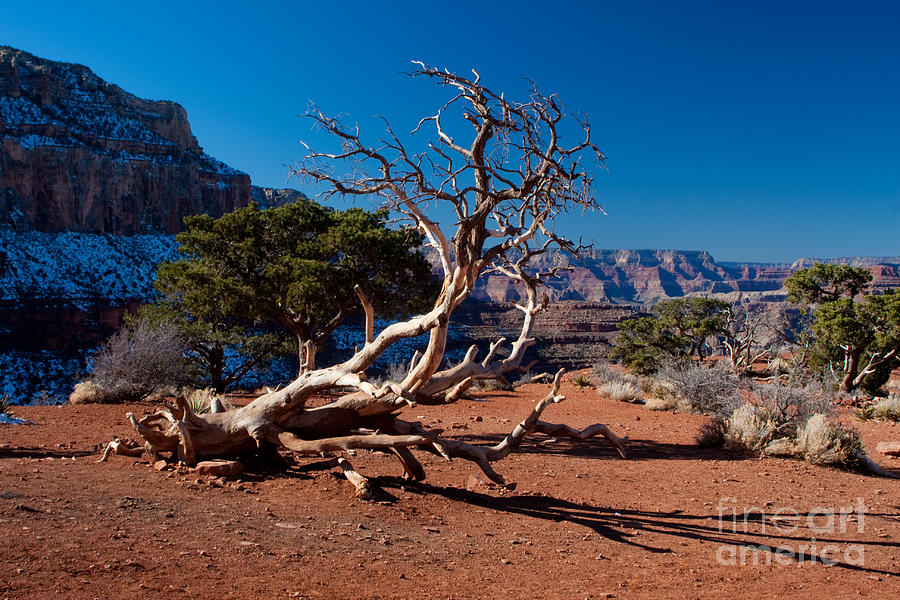 Tree Photograph - Still Life in the Canyon by Michael Herb