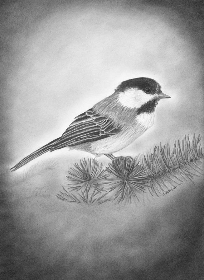 Still Life of a Chickadee Drawing by Christopher Brooks - Fine Art America