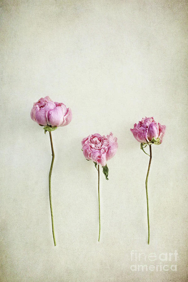 Still life of dried Peonies with texture overlay Photograph by Stephanie Frey