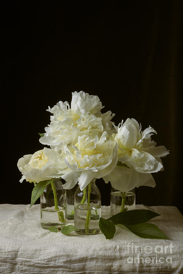 Flower Photograph - Still Life of Peony Flowers on table by Edward Fielding