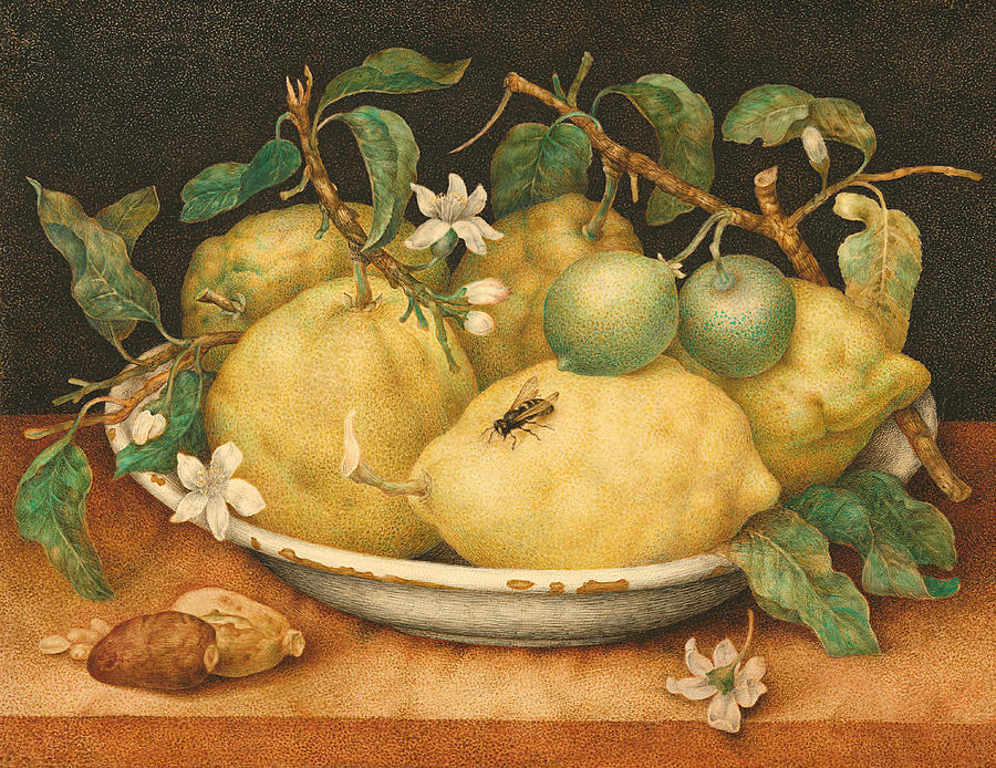 Lemon Painting - Still Life with a Bowl of Citrons by Giovanna Garzoni