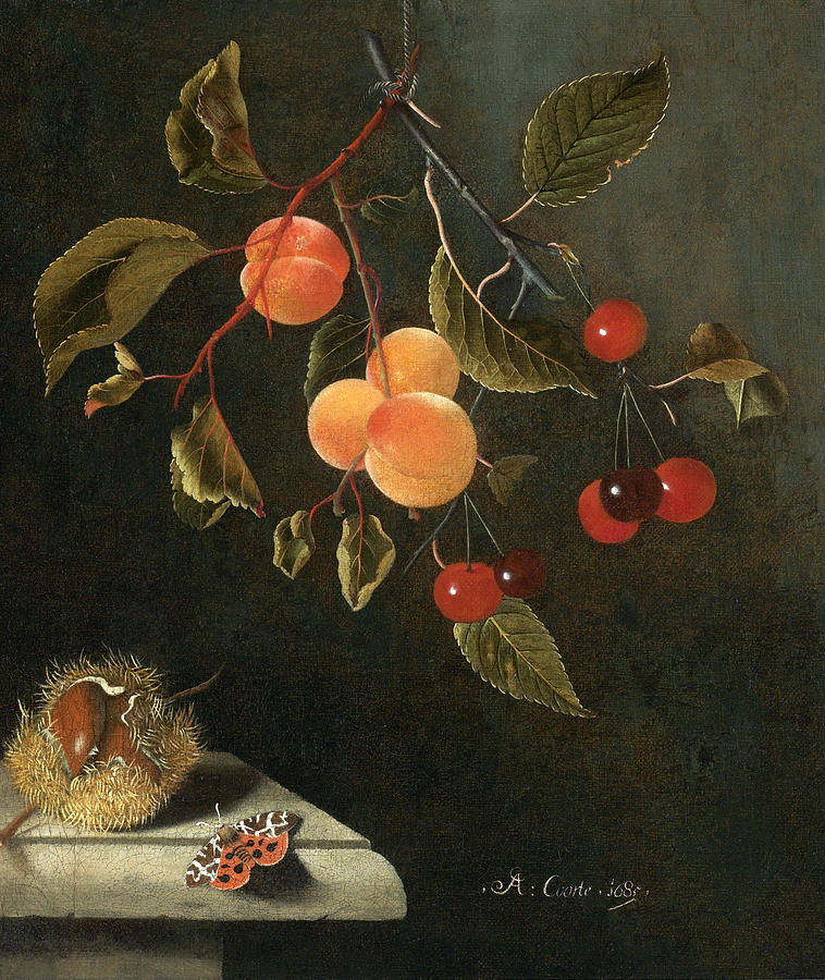 Still life with a Butterfly Apricots Cherries and a Chestnut  Painting by Adriaen Coorte