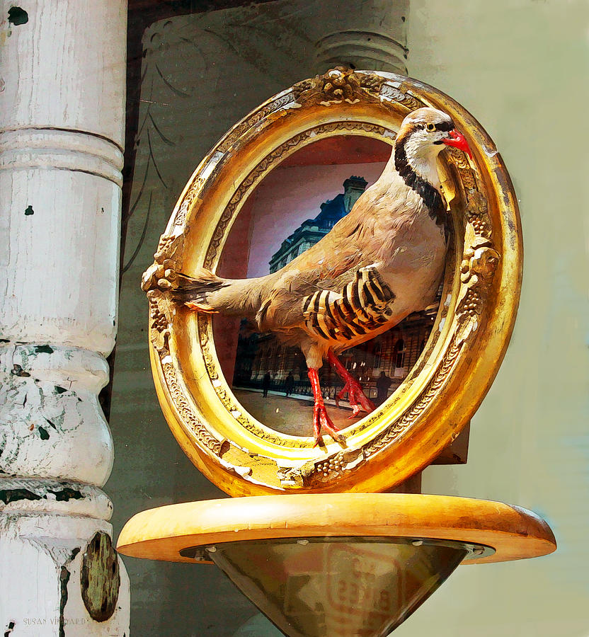 Still Life With Bird Photograph by Susan Vineyard