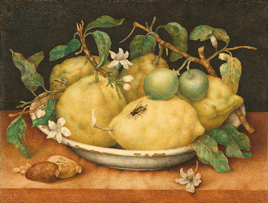Giovanna Garzoni Painting - Still Life with Bowl of Citrons by Giovanna Garzoni