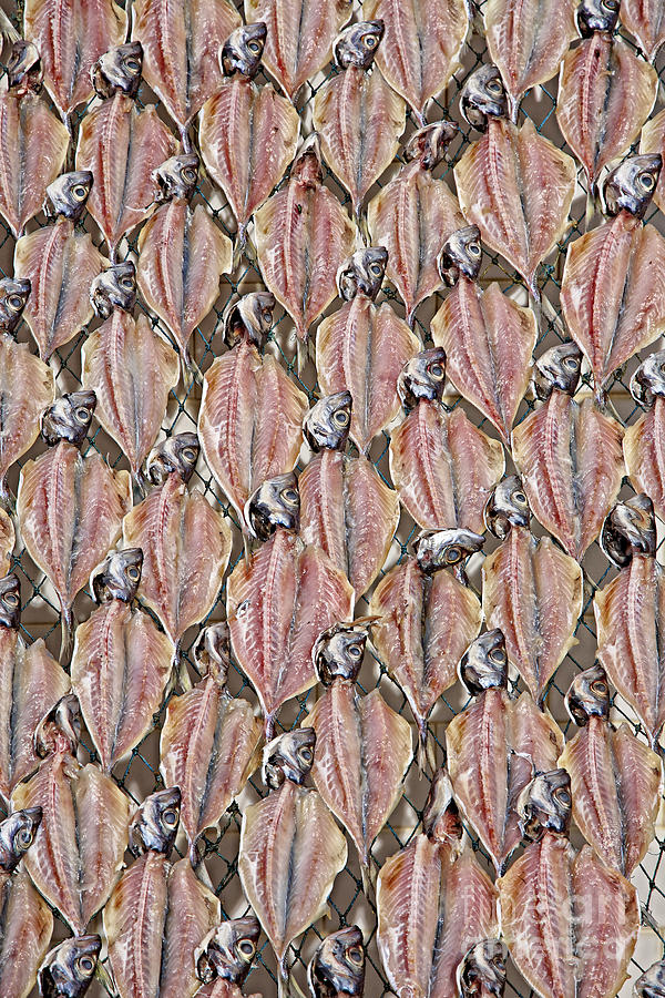 Still Life with Drying Fish on a Rack Photograph by Heiko Koehrer-Wagner