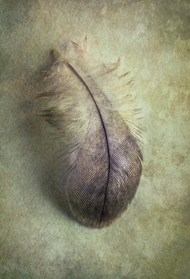 Still life with gray feather Photograph by Jaroslaw Blaminsky