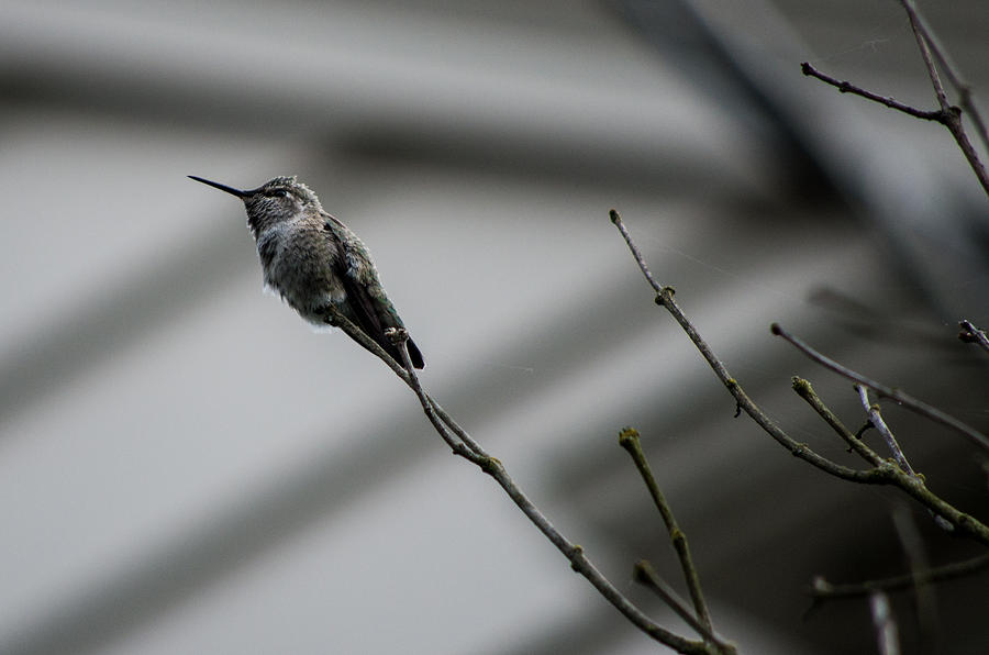 Still Life With Hummingbird Photograph by Teresa Herlinger